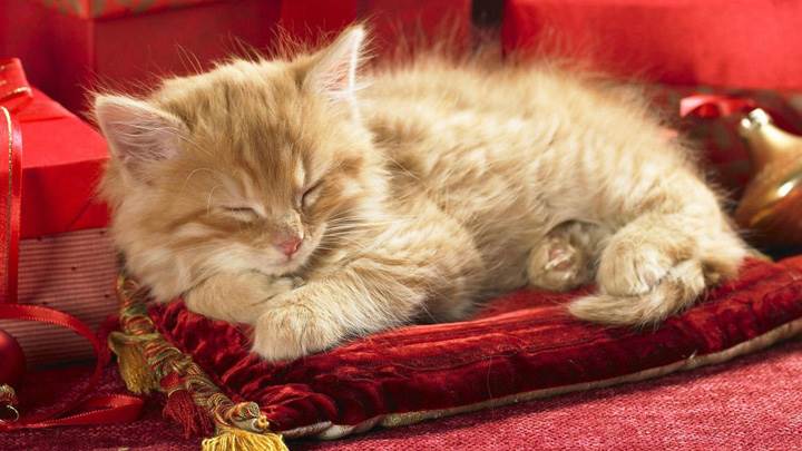 Cat Is Sleeping On Red Pillow
